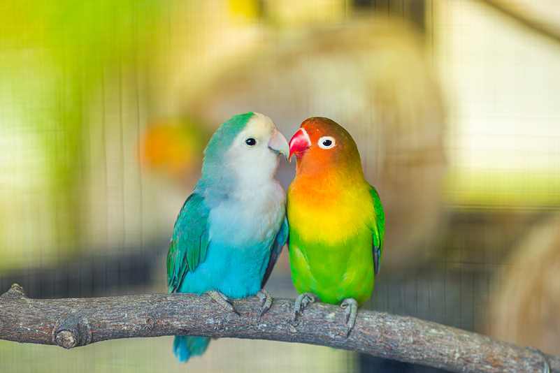 Birds Helps Improve Mental Wellness - Insightful Counselling